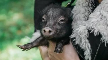 anak babi puisi desta