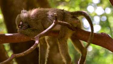 selective focus photography of sleeping monkey on branch